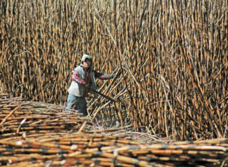 Falta de estímulos para la producción agrícola en el noreste aumenta migración hacia Estados Unidos: especialista 