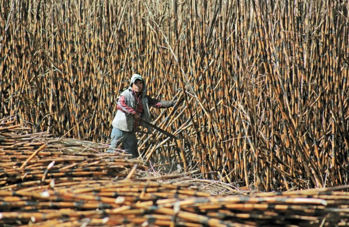 Falta de estímulos para la producción agrícola en el noreste aumenta migración hacia Estados Unidos: especialista 