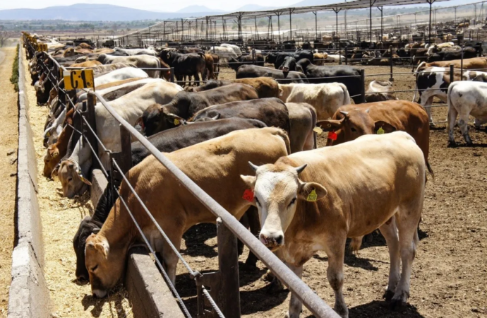 Nuevo León ocupa el lugar 12 a nivel nacional en producción de carne de res en canal