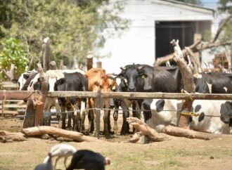 Mueren hatos de ganado en Tamuín; reportan sequía no vista desde 1980