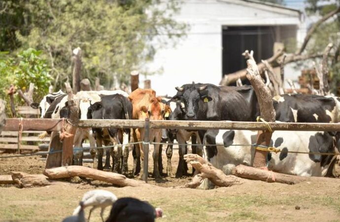 Mueren hatos de ganado en Tamuín; reportan sequía no vista desde 1980