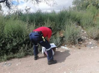 Hallan tlacuaches en la zona urbana de SLP; ¿qué hacer si encuentras uno?