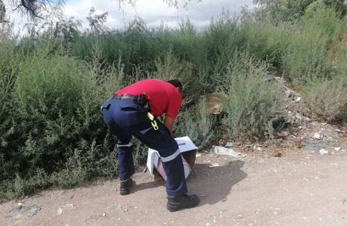 Hallan tlacuaches en la zona urbana de SLP; ¿qué hacer si encuentras uno?