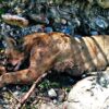 Campesinos enfrentan  a puma y lo matan en Tamaulipas