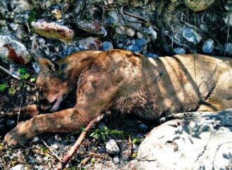 Campesinos enfrentan  a puma y lo matan en Tamaulipas