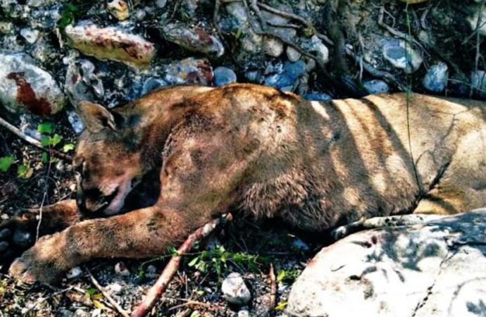 Campesinos enfrentan  a puma y lo matan en Tamaulipas