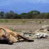 Sequía en Durango está en alerta roja y esta afectando a la ganadería y agricultura