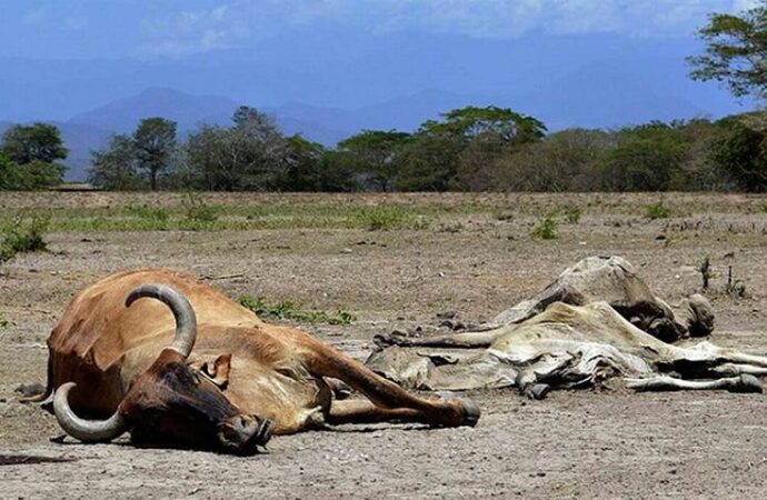 Sequía en Durango está en alerta roja y esta afectando a la ganadería y agricultura