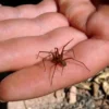 Coahuila en alerta por picadura de araña violinista: Salud emite recomendaciones urgentes