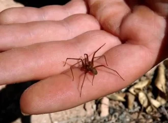 Coahuila en alerta por picadura de araña violinista: Salud emite recomendaciones urgentes