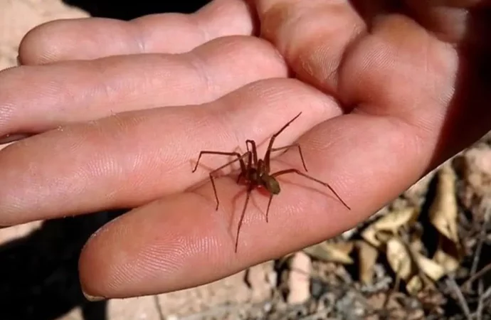 Coahuila en alerta por picadura de araña violinista: Salud emite recomendaciones urgentes